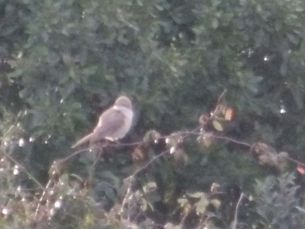 Рыжехвостый жулан - ML647282106