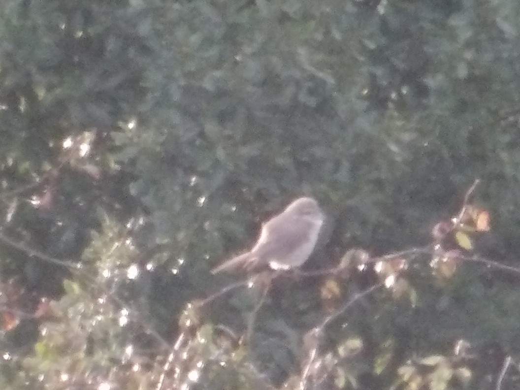 Рыжехвостый жулан - ML647282107