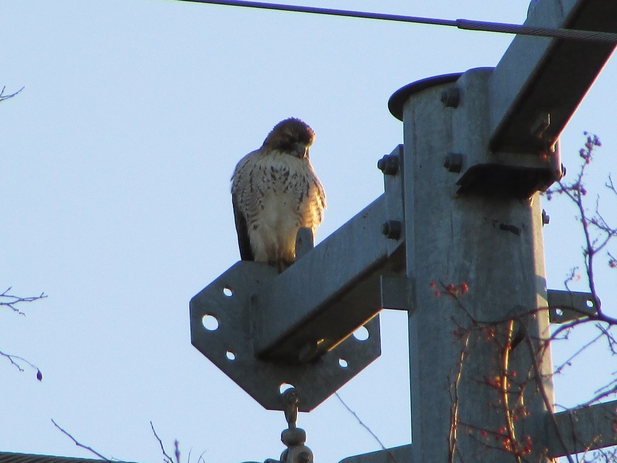 Red-tailed Hawk - ML647282125