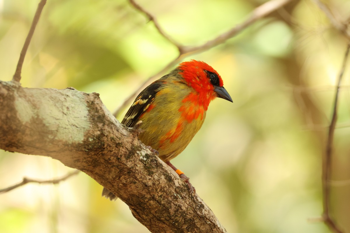 Mauritius Fody - ML647282129