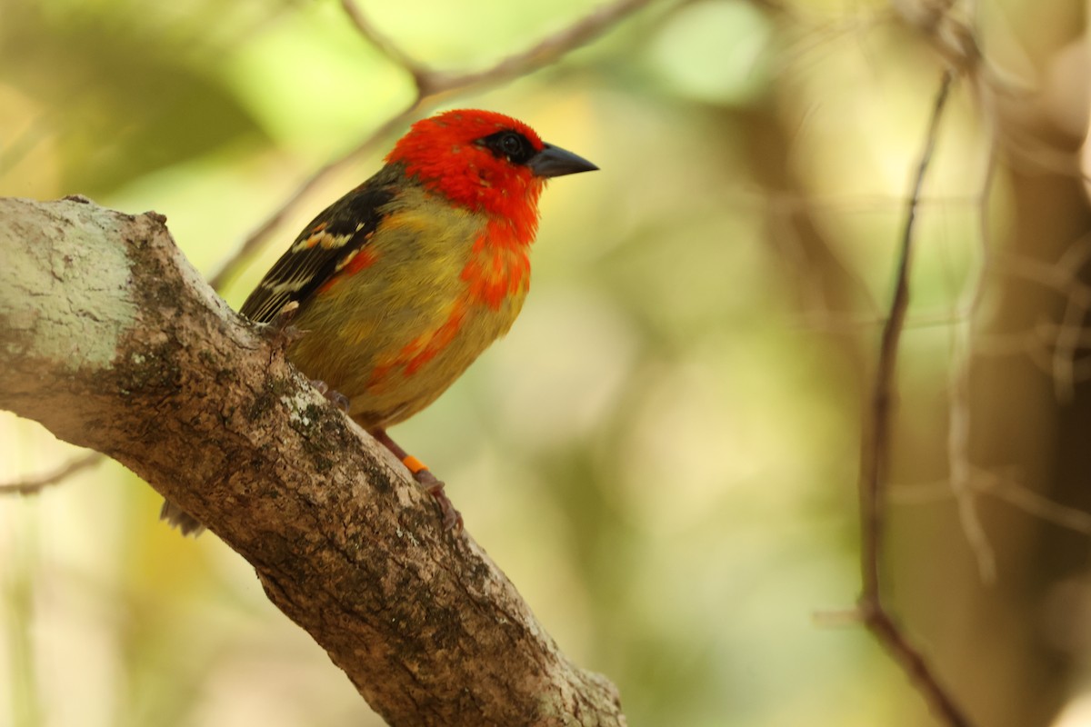 Mauritius Fody - ML647282130