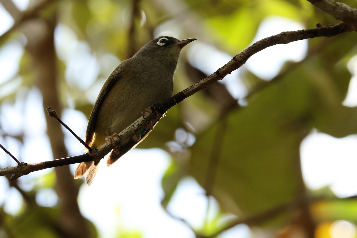 Mauritius White-eye - ML647282132