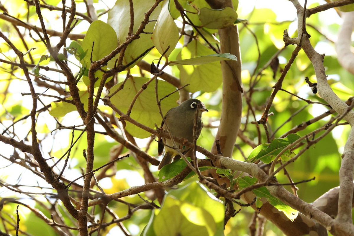 Mauritius White-eye - ML647282133