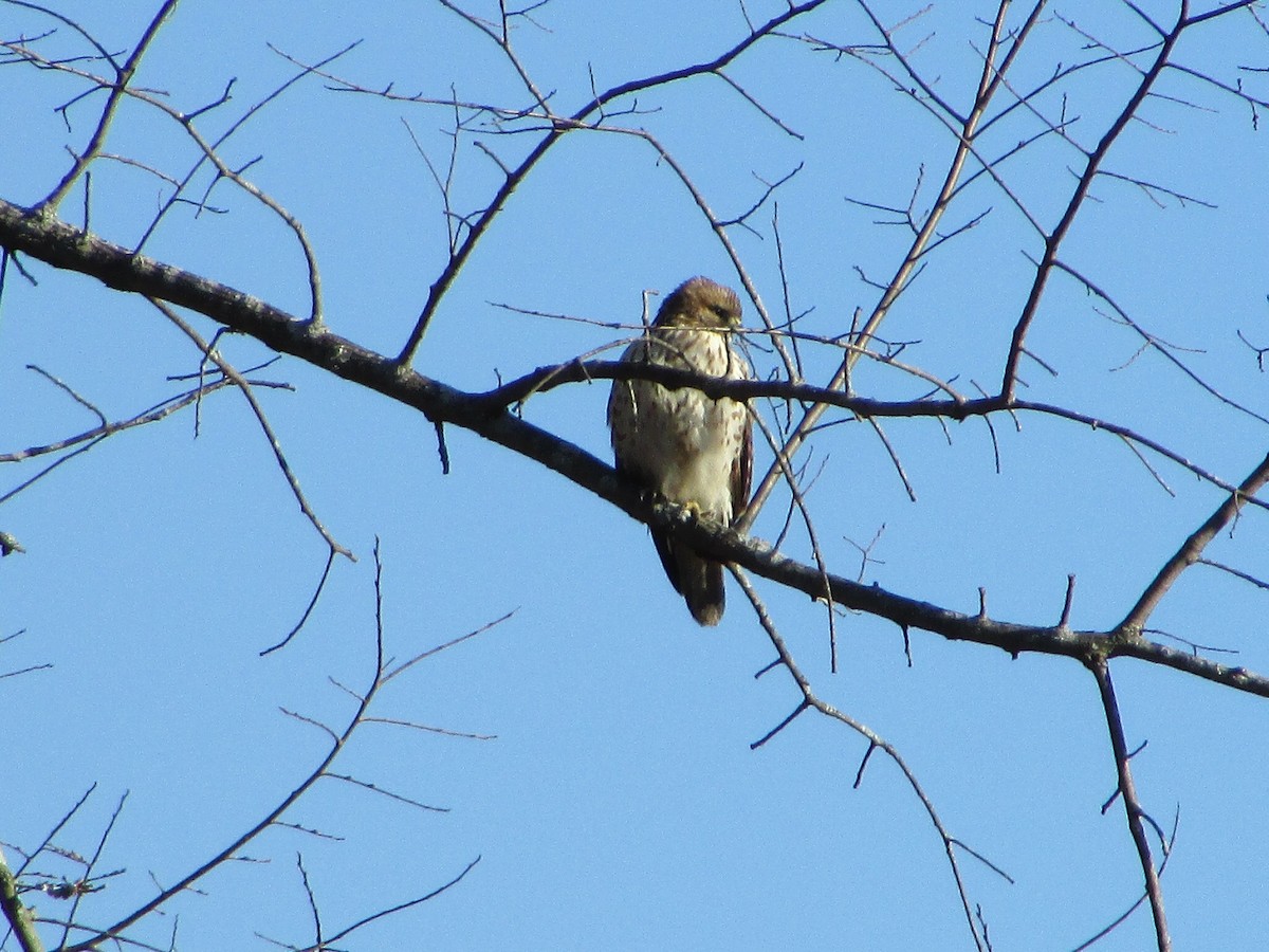 Red-shouldered Hawk - ML647282141