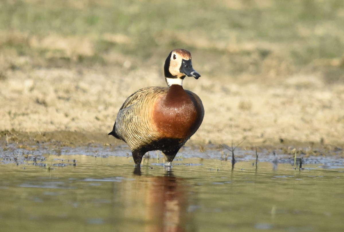 husička vdovka - ML647282145