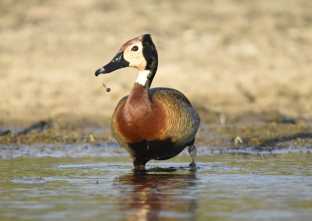 husička vdovka - ML647282146