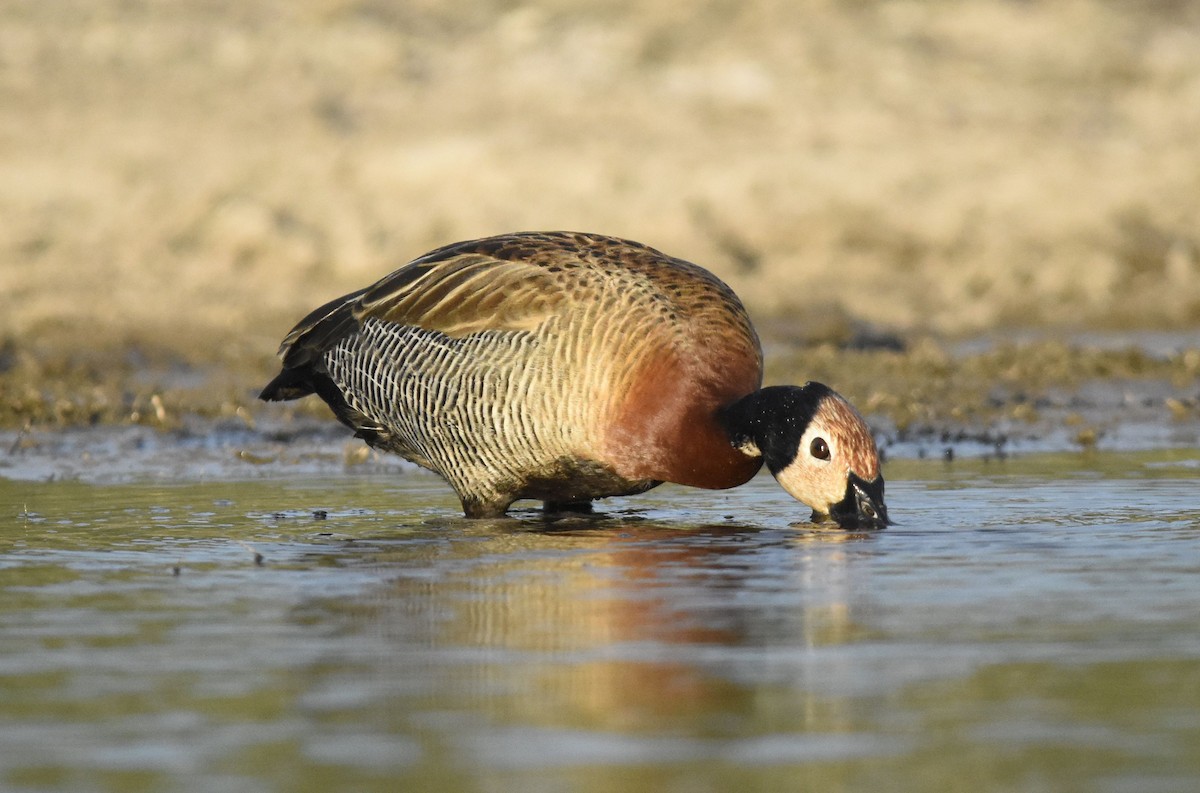 husička vdovka - ML647282147