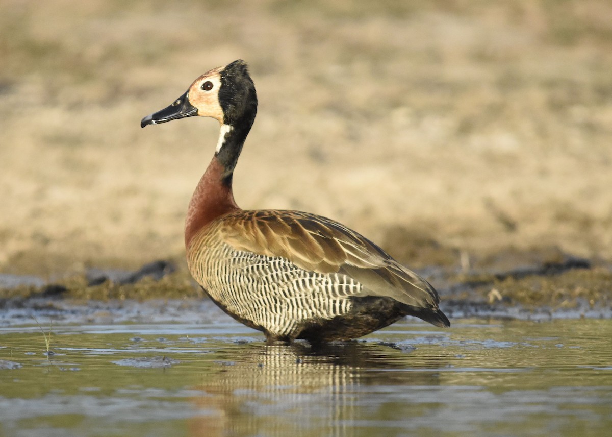 husička vdovka - ML647282148