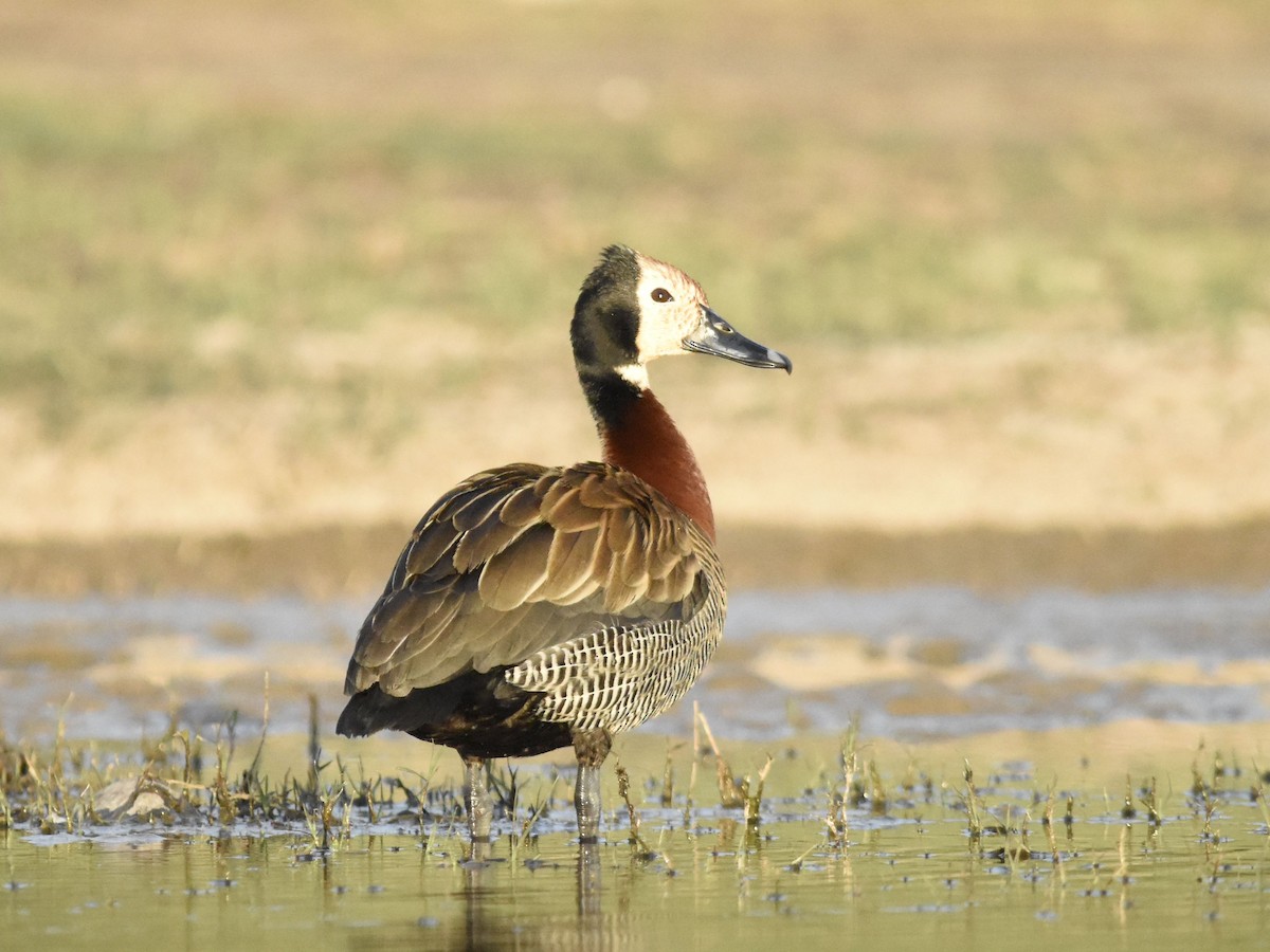 husička vdovka - ML647282149