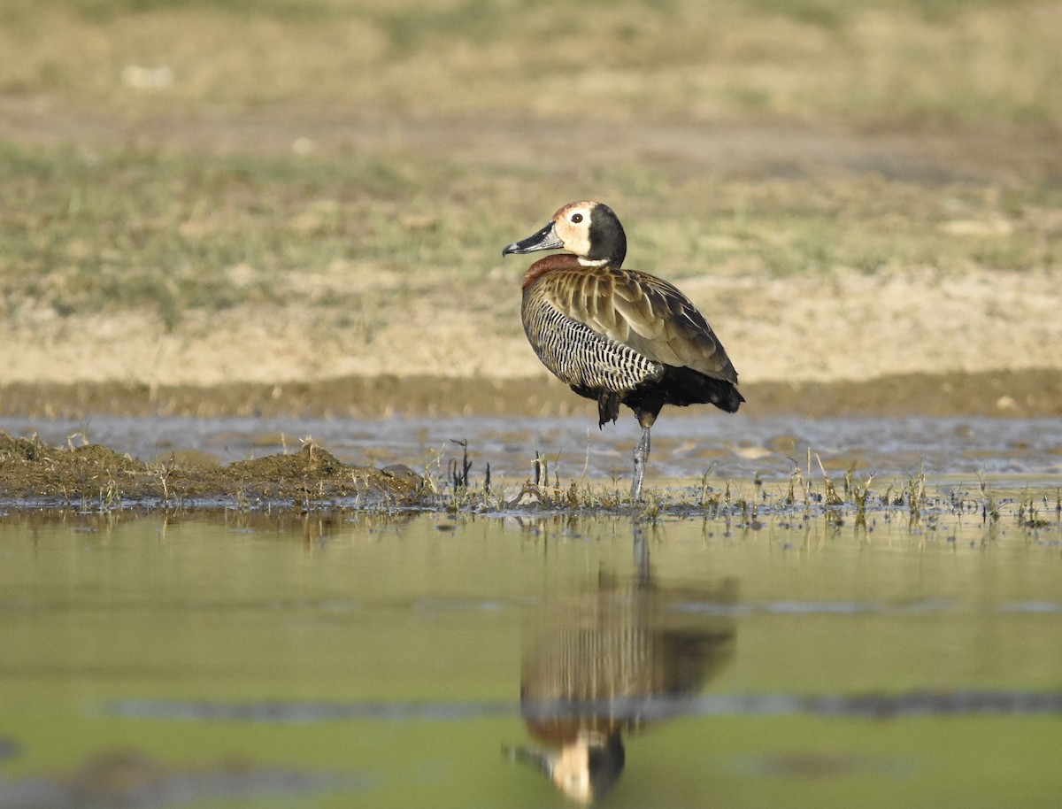 husička vdovka - ML647282150
