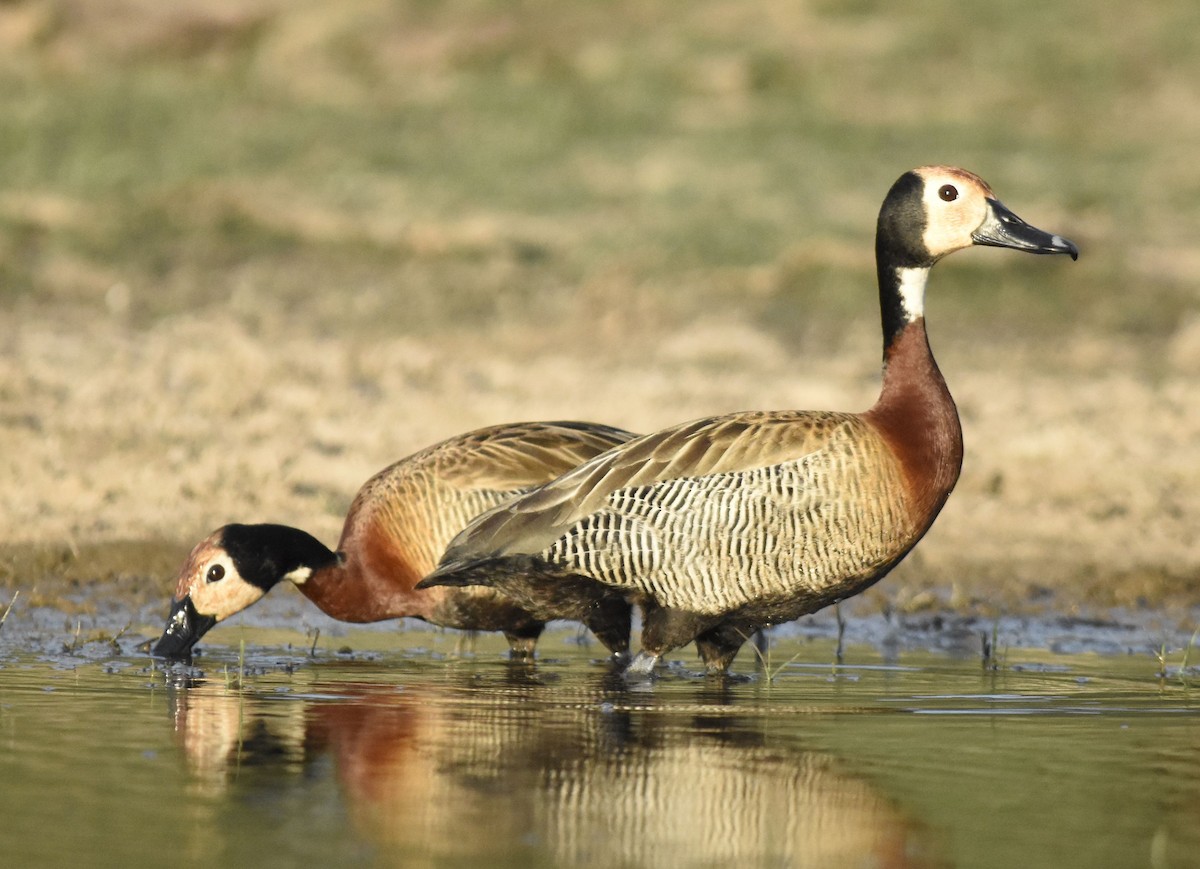 husička vdovka - ML647282151