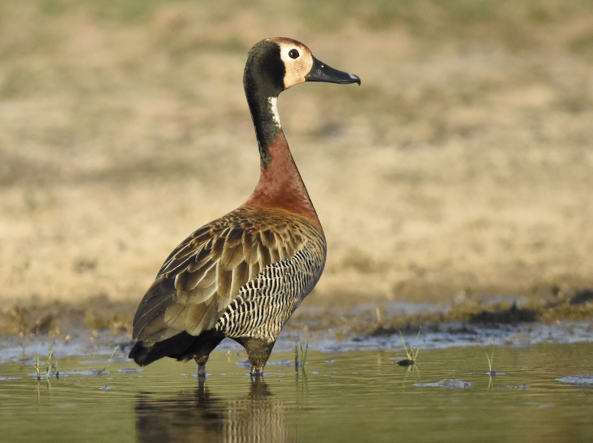 husička vdovka - ML647282152