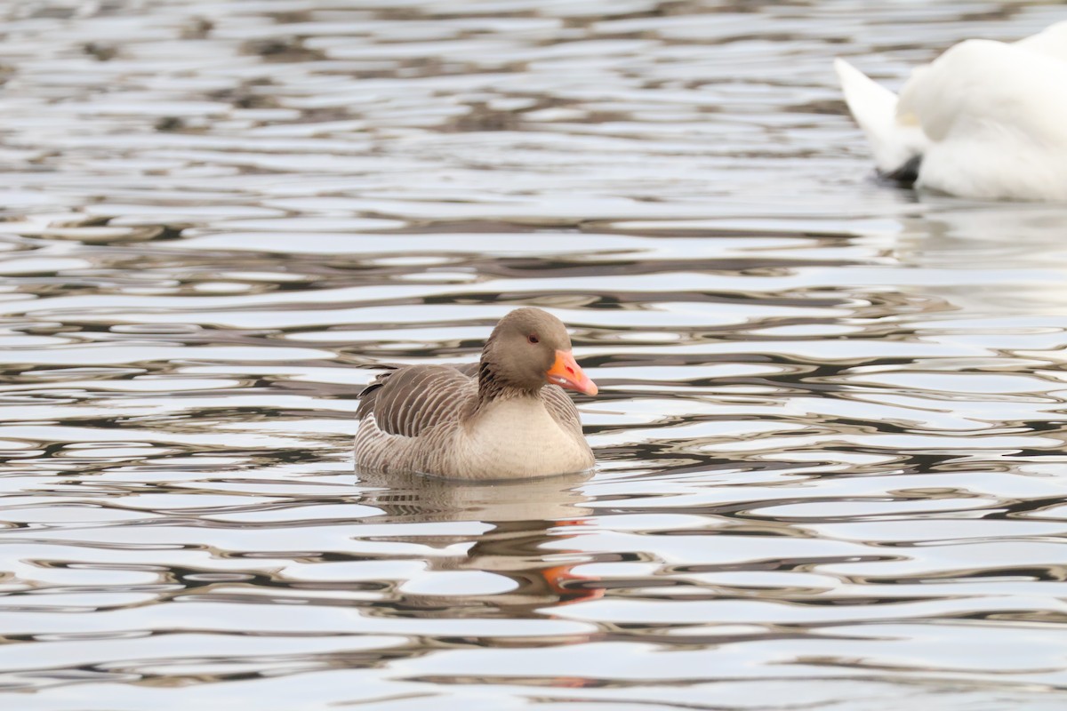 Graylag Goose - ML647282168