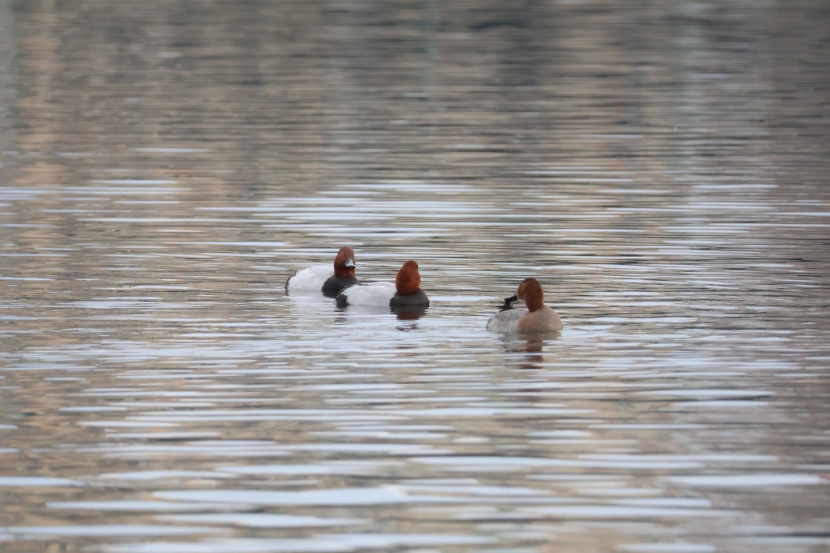 taffeland - ML647282174