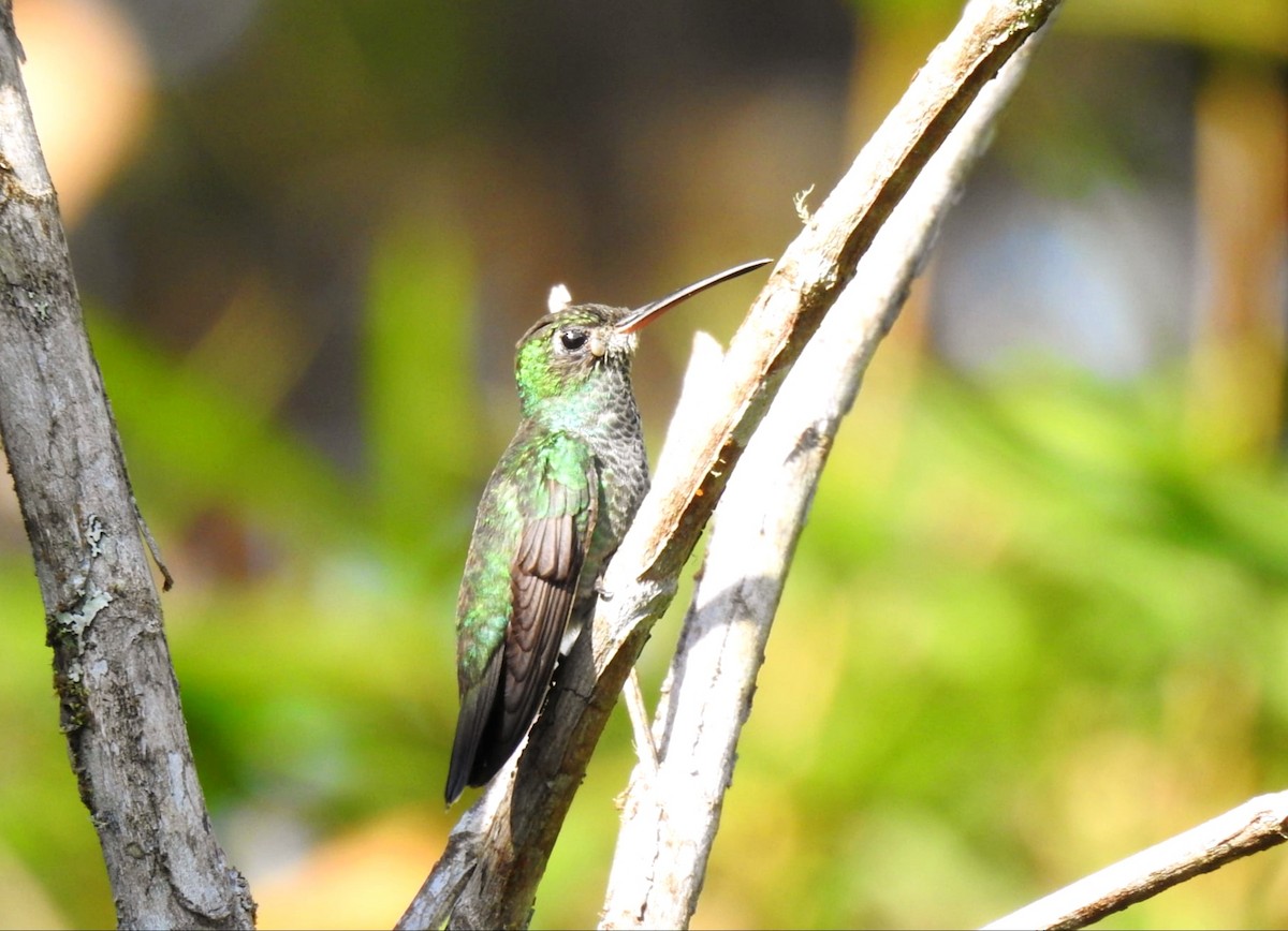 Glittering-throated Emerald - ML647282180