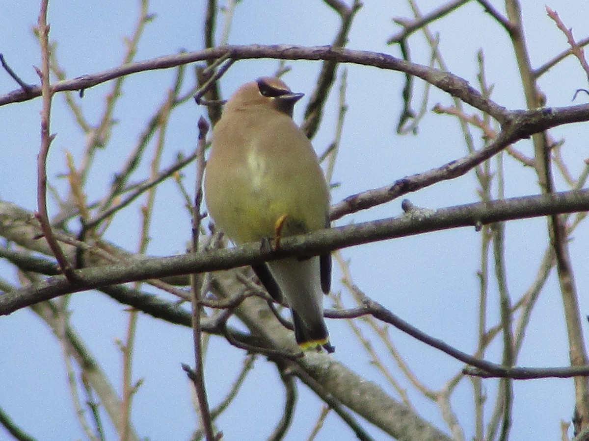 Cedar Waxwing - ML647282183