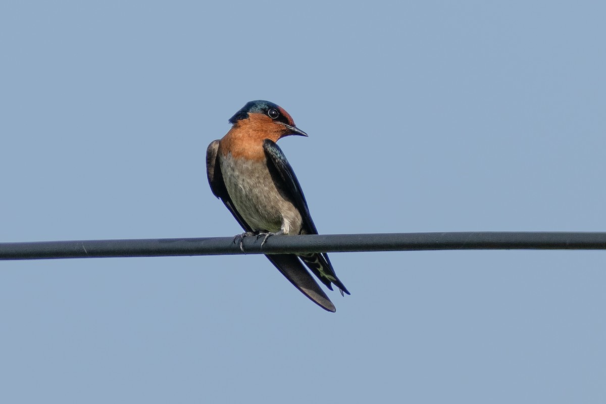 Pacific Swallow - ML647282184