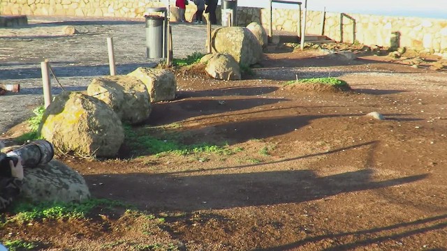 Снежный вьюрок - ML647282192