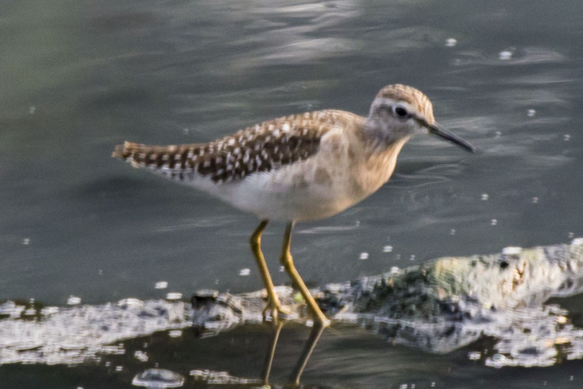 vodouš bahenní - ML647282193