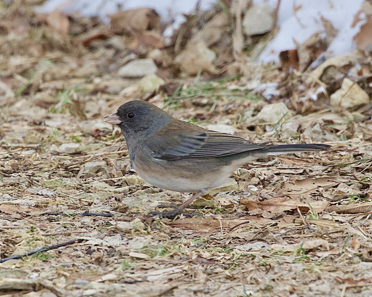 Серый юнко (Орегонский) - ML647282195