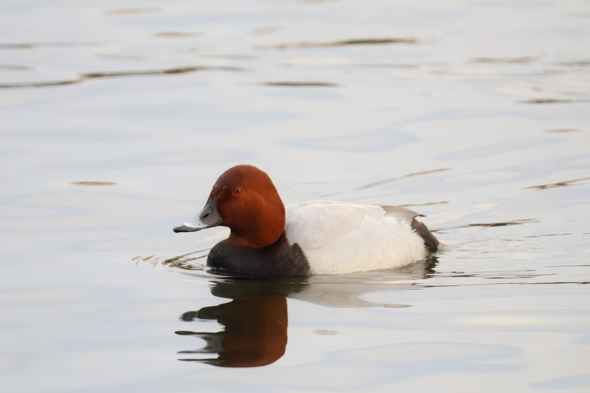 taffeland - ML647282198