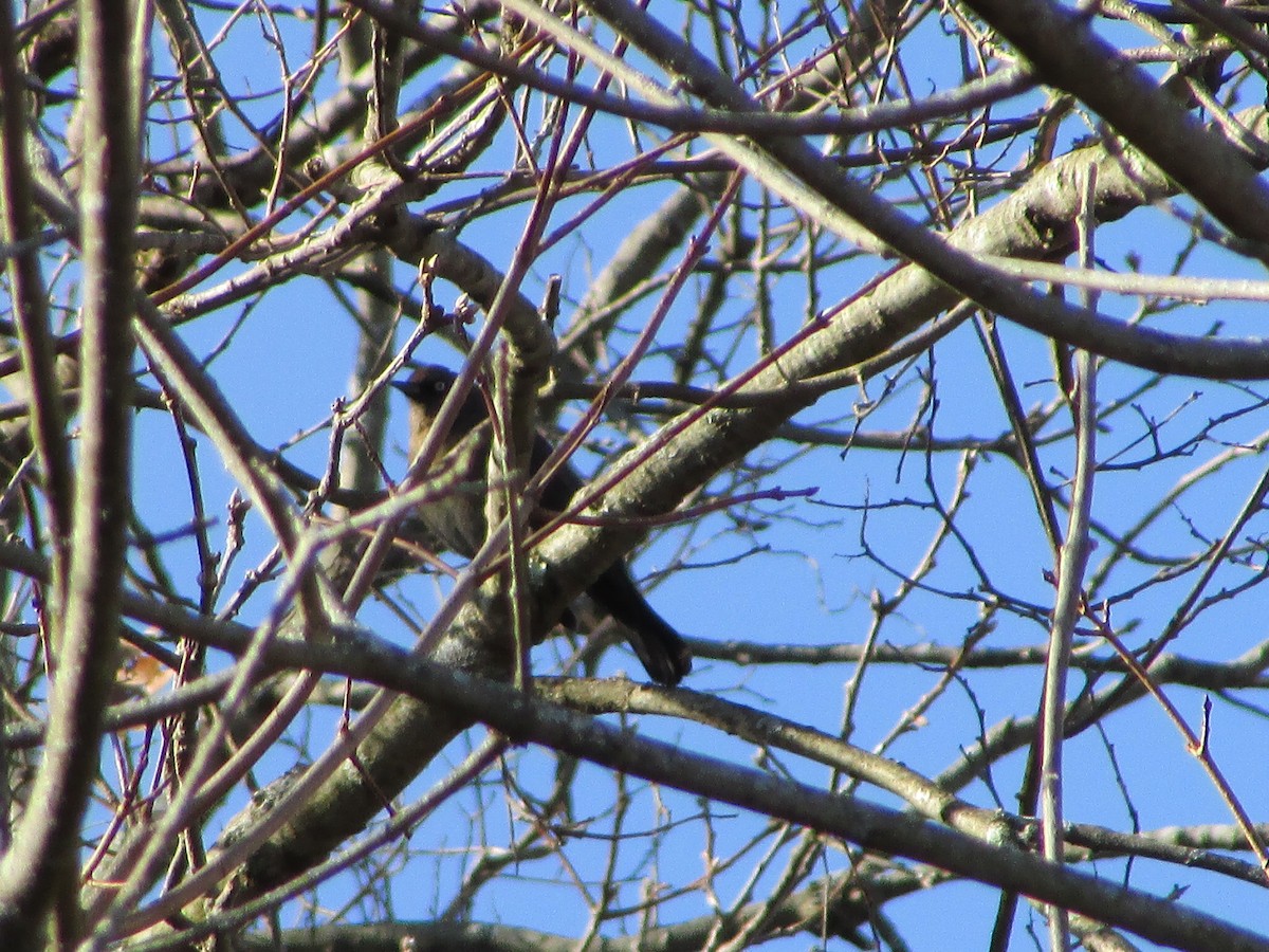 Rusty Blackbird - ML647282199