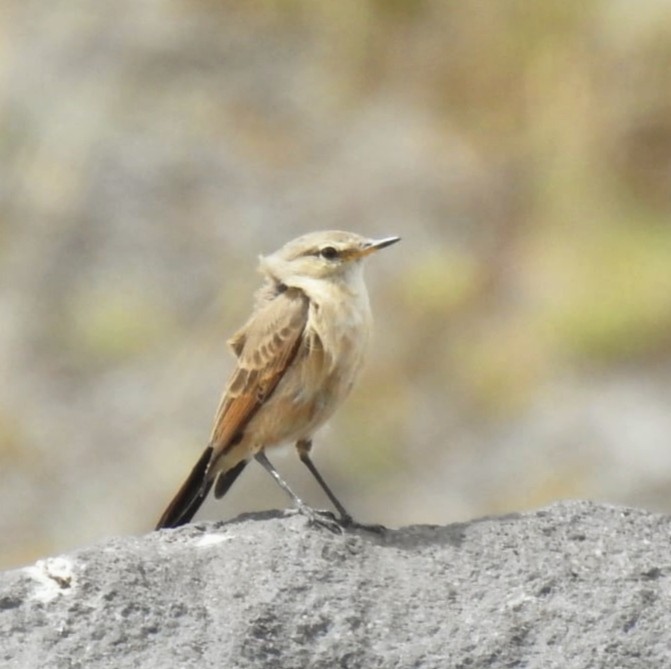 Spot-billed Ground-Tyrant - ML647282216