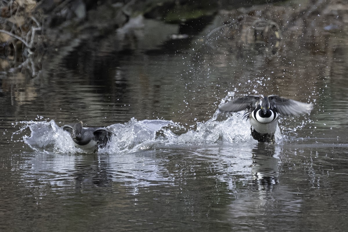 Hooded Merganser - ML647282221