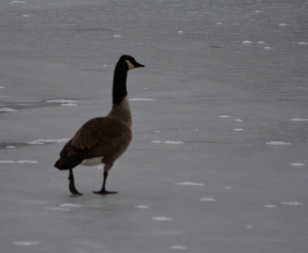 Canada Goose - ML647282222
