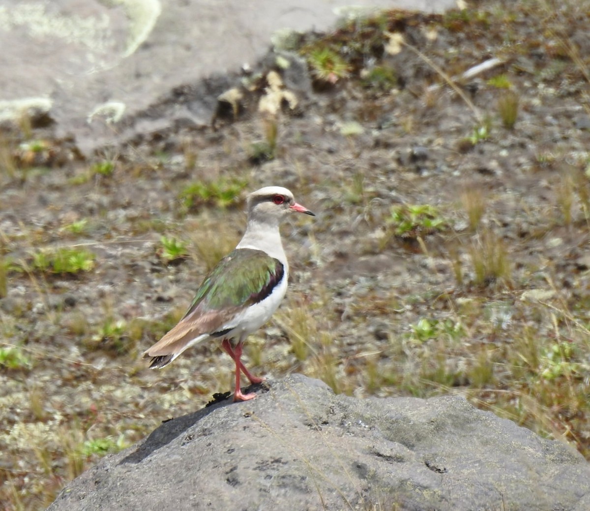 Andean Lapwing - ML647282224