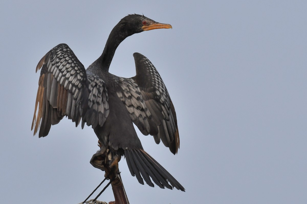 アフリカコビトウ - ML647282247