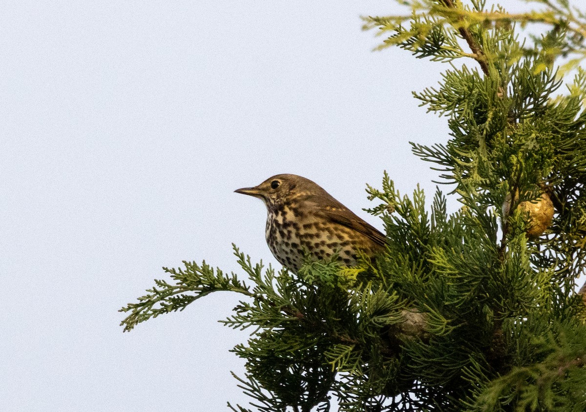 Song Thrush - ML647282254