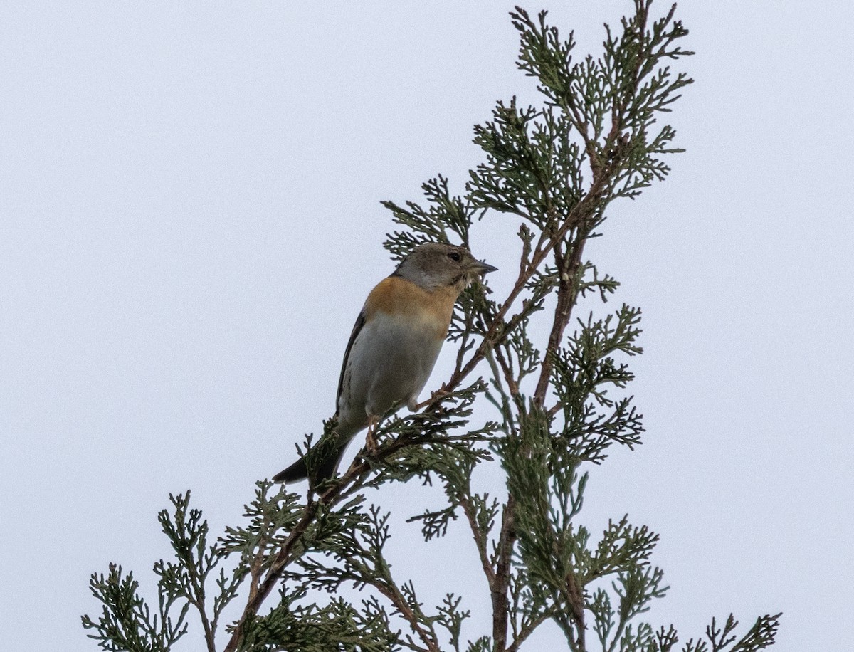 Brambling - ML647282257