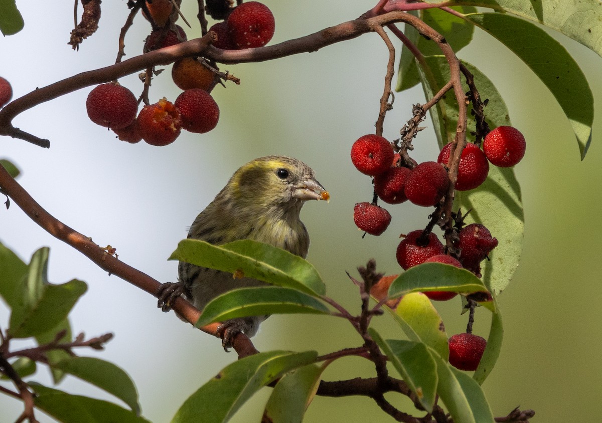 Eurasian Siskin - ML647282261