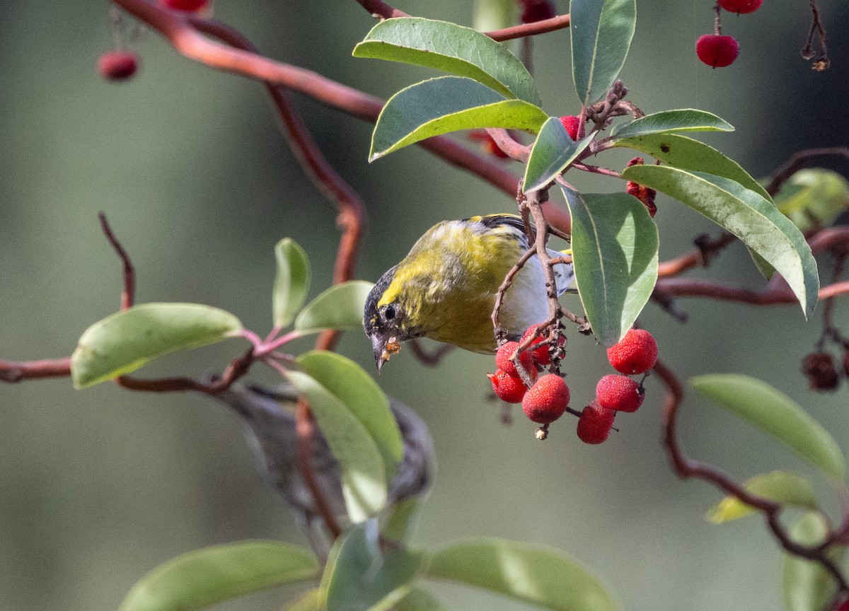 Eurasian Siskin - ML647282262