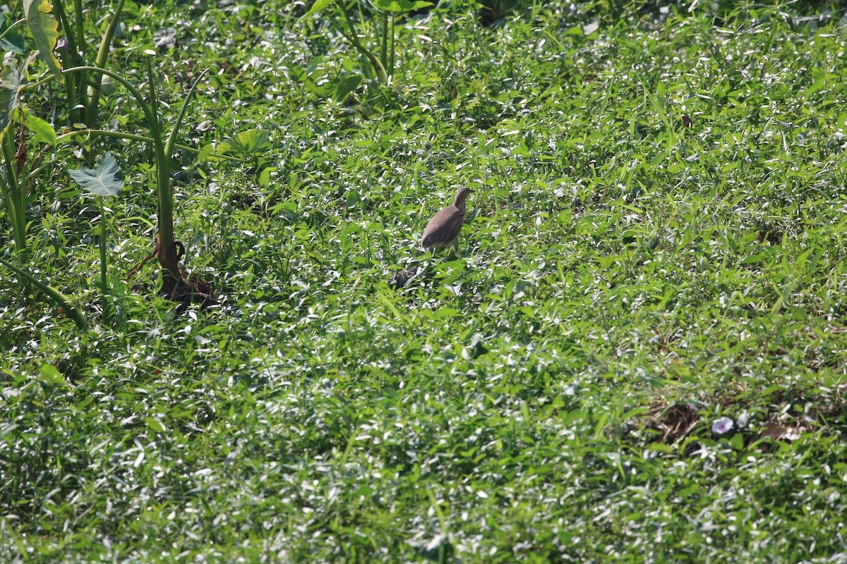 Indian Pond-Heron - ML647282271