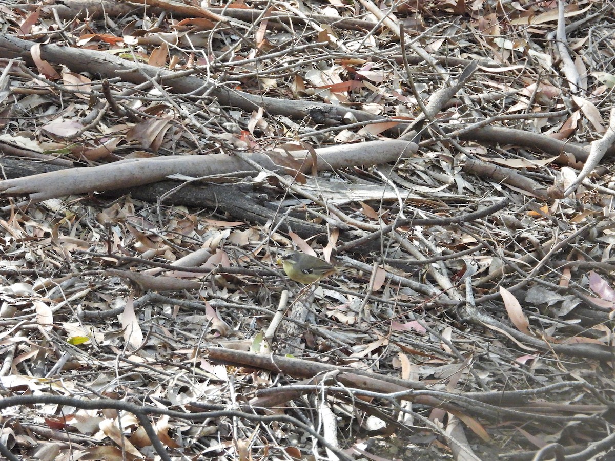White-browed Scrubwren - ML647282277