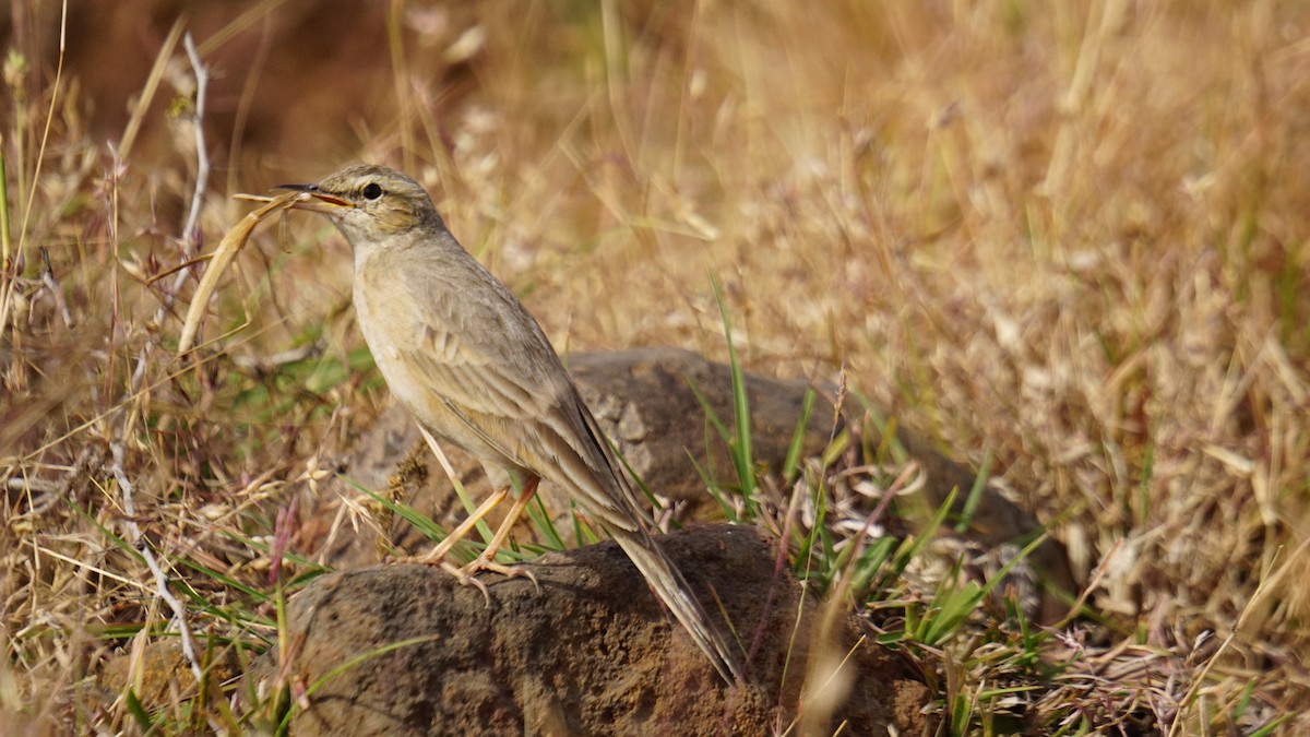 Длинноклювый конёк - ML647282279
