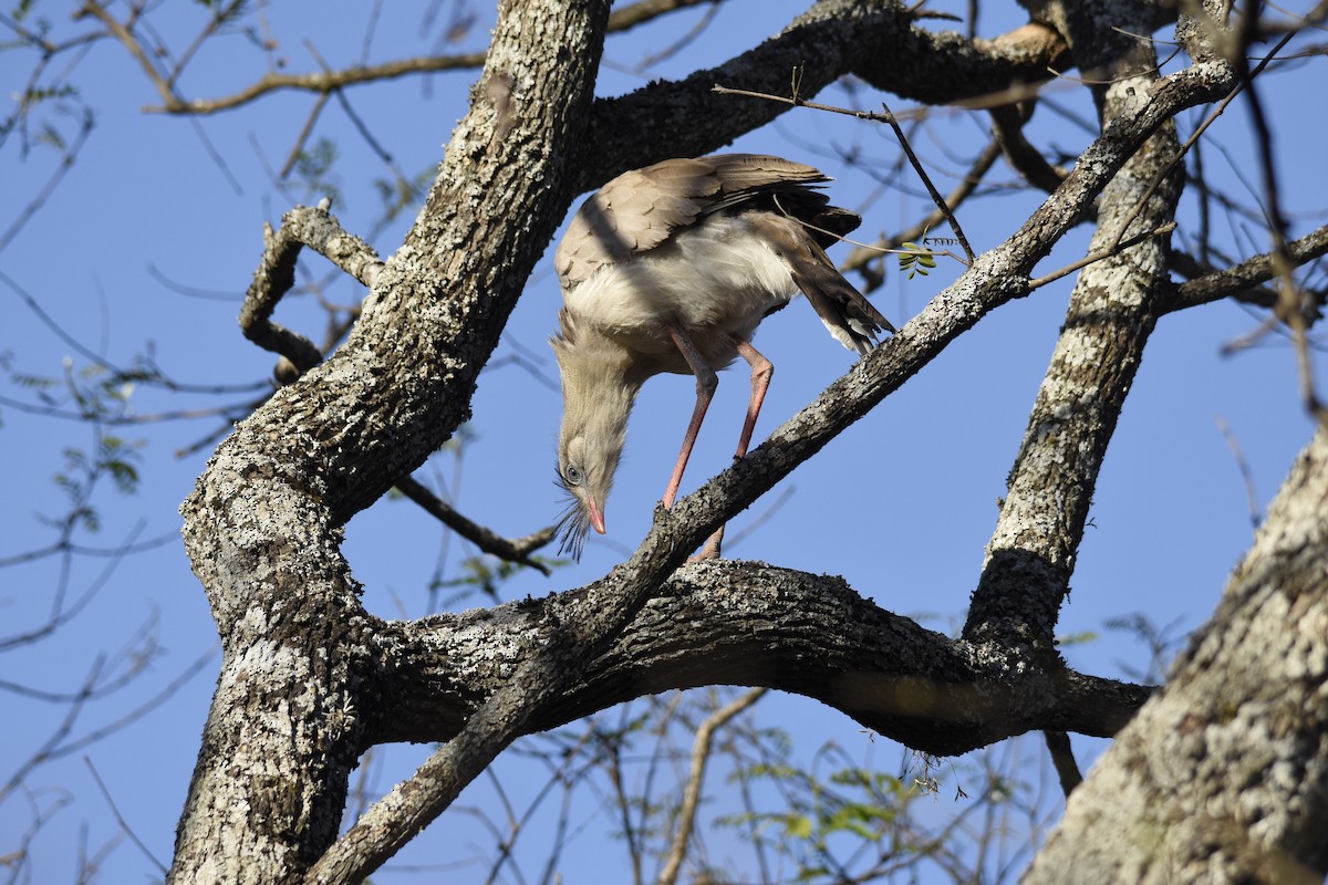 seriema rudozobá - ML647282288