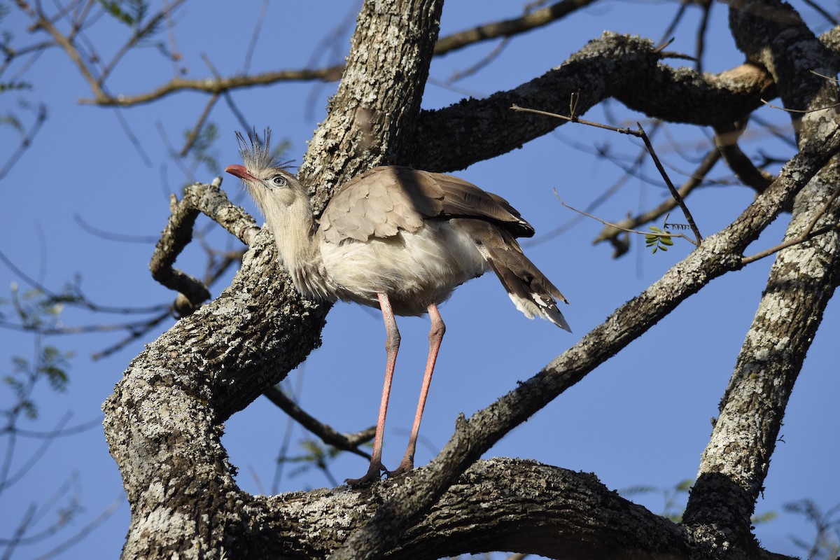 seriema rudozobá - ML647282289