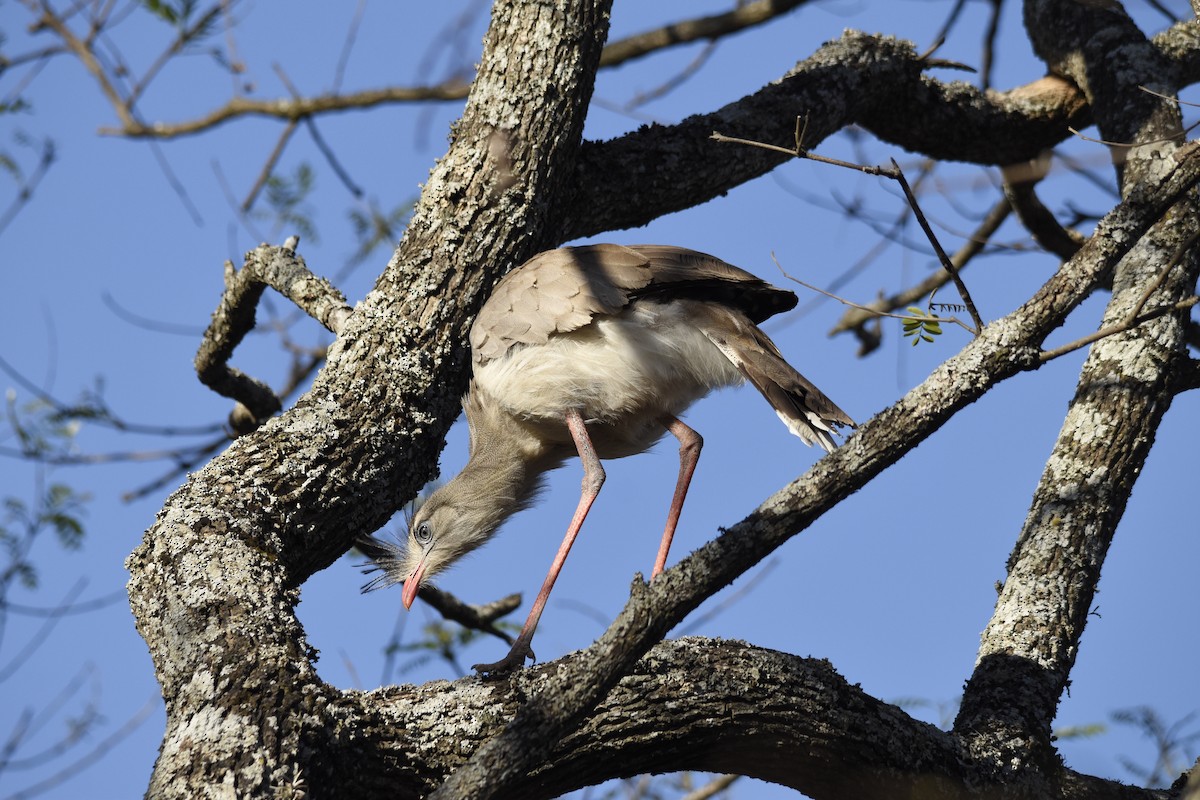 seriema rudozobá - ML647282290