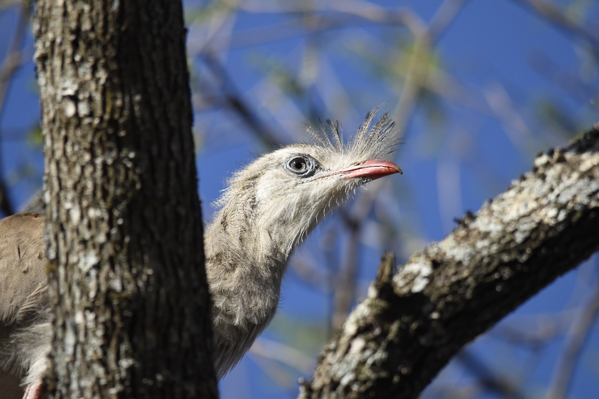 seriema rudozobá - ML647282291