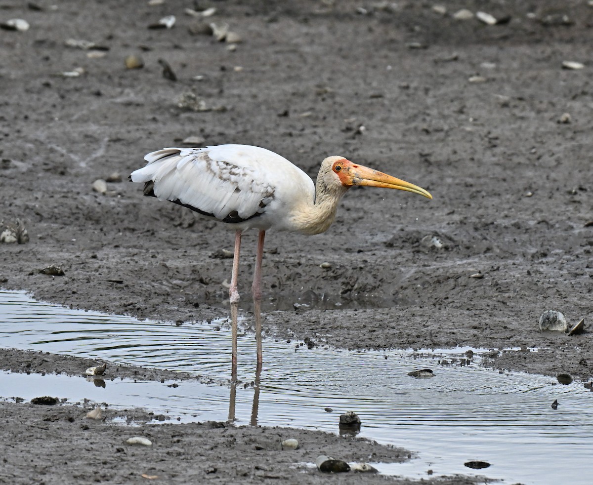 Milky Stork - ML647282292