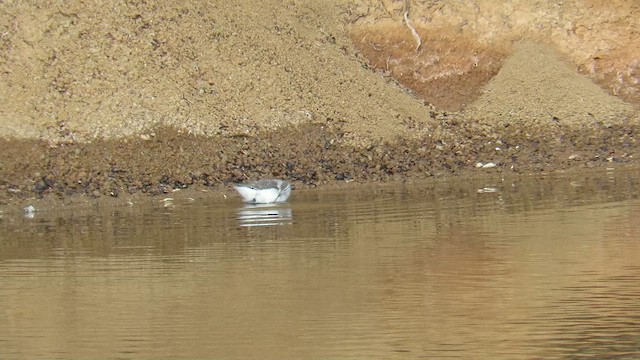 Большой плавунчик - ML647282293