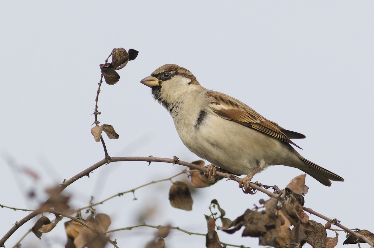 House Sparrow - ML647282295
