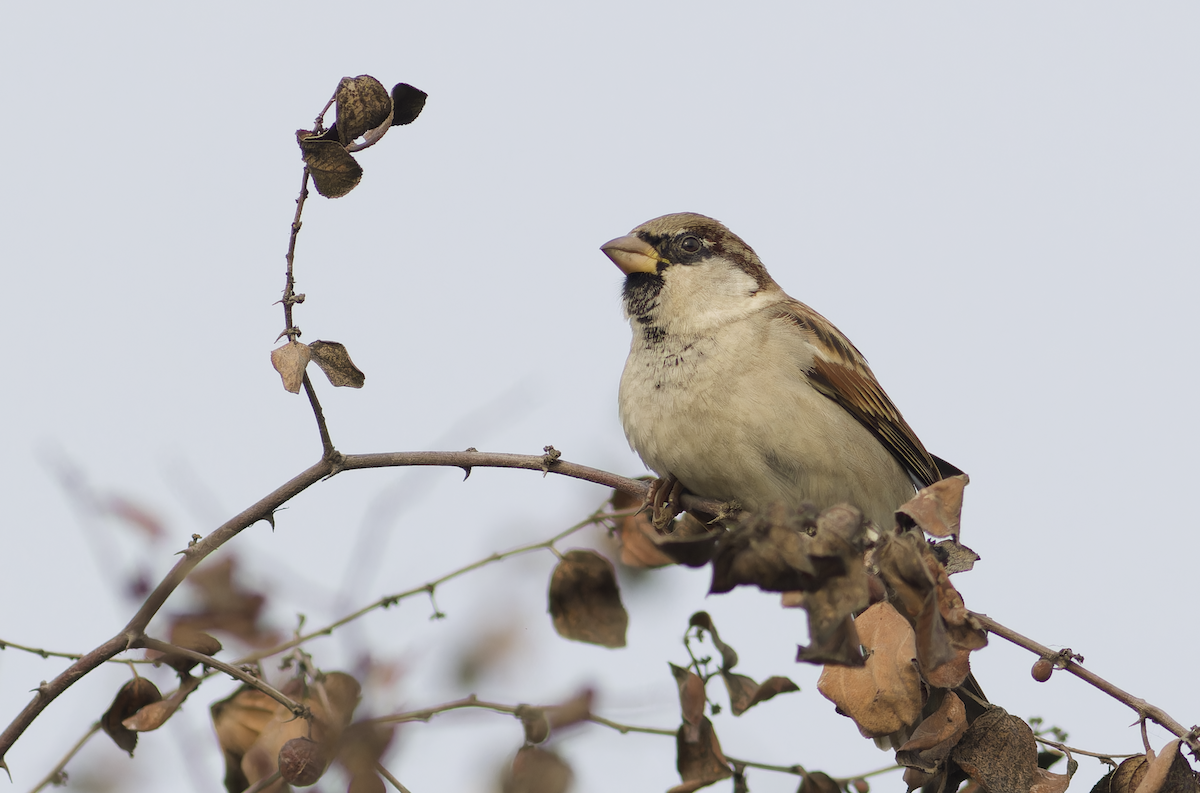 House Sparrow - ML647282296