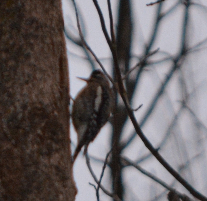 Желтобрюхий дятел-сокоед - ML647282297
