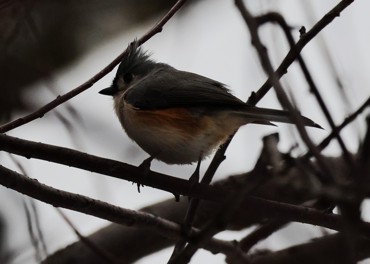 Tufted Titmouse - ML647282306
