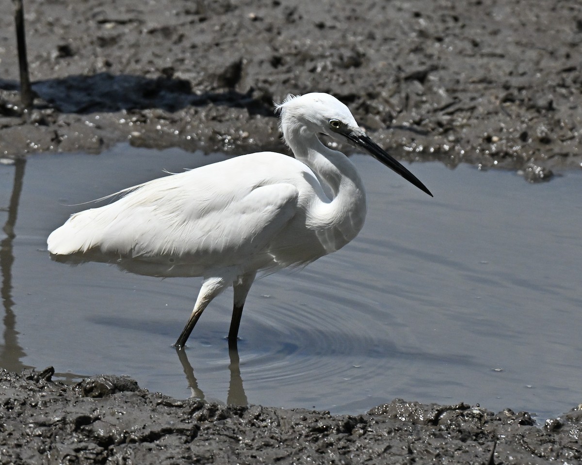 Little Egret - ML647282312