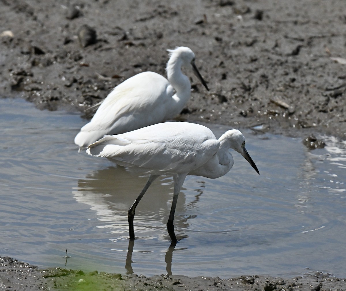 Little Egret - ML647282313